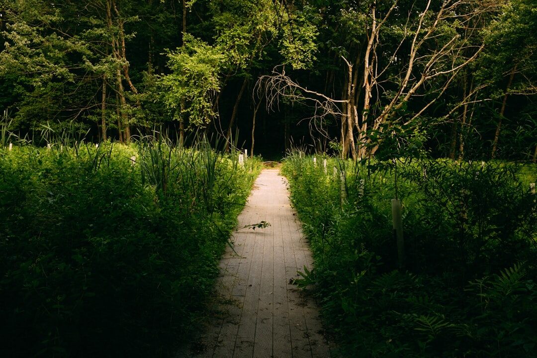lithuanian forest trail